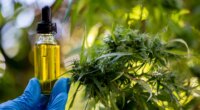 Trump's marijuana order throws lifeline to hemp industry