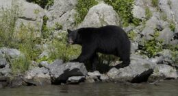 Under the Floorboards: Altadena Man Hosts Bear Nightmare