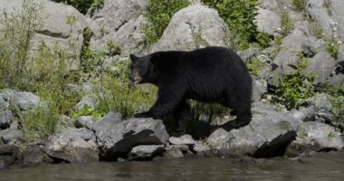 Under the Floorboards: Altadena Man Hosts Bear Nightmare