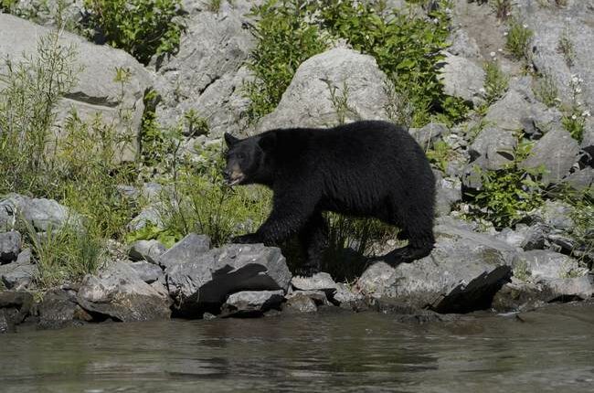 Under the Floorboards: Altadena Man Hosts Bear Nightmare