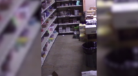 VIDEO: Raccoon drunkenly waddles through Virginia ABC store in Hanover