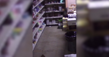 VIDEO: Raccoon drunkenly waddles through Virginia ABC store in Hanover