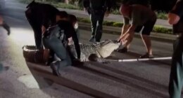 Watch: Removal of massive 14-foot gator requires help of 7 Florida deputies