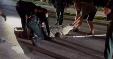 Watch: Removal of massive 14-foot gator requires help of 7 Florida deputies