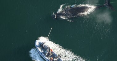 Wildlife officials track entangled right whale off Georgia coast as first calves of the season appear