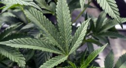 Will marijuana be legalized, rescheduled in 2026?