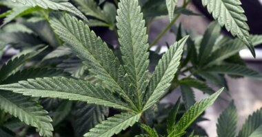 Will marijuana be legalized, rescheduled in 2026?