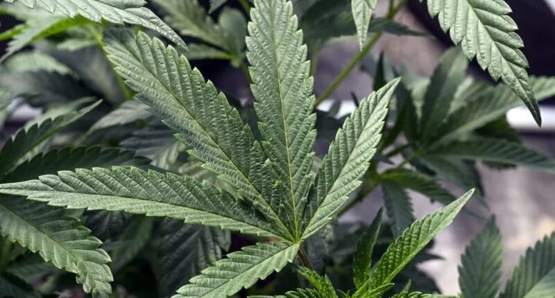 Will marijuana be legalized, rescheduled in 2026?