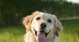 Woman sues IRS to have pets classified as dependents