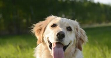 Woman sues IRS to have pets classified as dependents