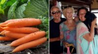 X-rated carrot leaves family in laughter during Christmas dinner