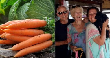 X-rated carrot leaves family in laughter during Christmas dinner