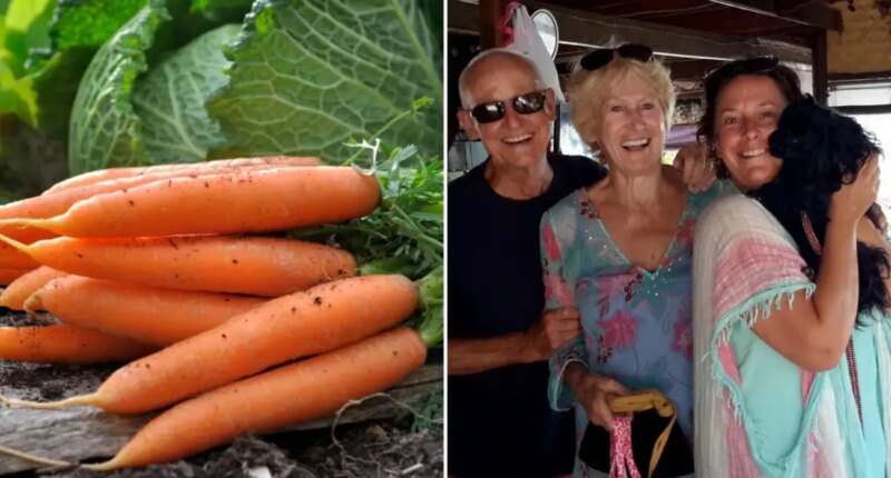 X-rated carrot leaves family in laughter during Christmas dinner