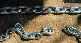 ‘Covered in scars’: 80+ dogs rescued from suspected dogfighting operation in Florida