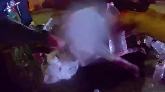 ‘Dogs are family:’ Video shows Sanford police rescue husky from burning home