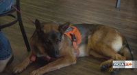 ‘It’s really hurting us;’ Rising prices make service dogs harder to come by