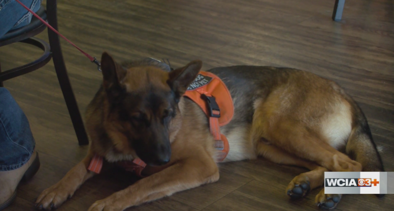 ‘It’s really hurting us;’ Rising prices make service dogs harder to come by