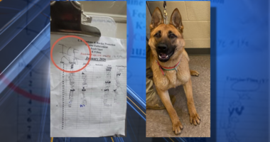'ICE OUT' scribbled on K-9 officer's kennel chart, DHS says