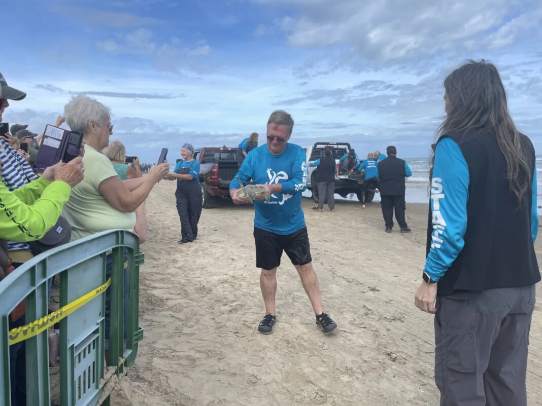 300 endangered sea turtles released into Gulf as large crowd cheers them on