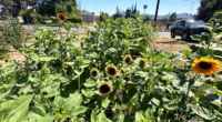 Amid wildfire grief, an LA-area resident sowed sunflowers and hope where her home once stood
