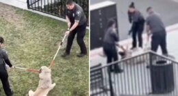 Animal activists upset after LA dog is dragged out of apartment by rescuers