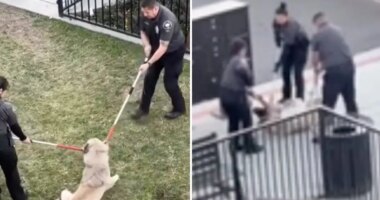 Animal activists upset after LA dog is dragged out of apartment by rescuers