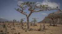 Frankincense and bottle trees grow on the Yemeni island of Socotra on Sept. 21, 2024. (AP Photo/Annika Hammerschlag)