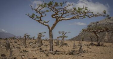 Frankincense and bottle trees grow on the Yemeni island of Socotra on Sept. 21, 2024. (AP Photo/Annika Hammerschlag)