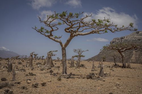 Frankincense and bottle trees grow on the Yemeni island of Socotra on Sept. 21, 2024. (AP Photo/Annika Hammerschlag)