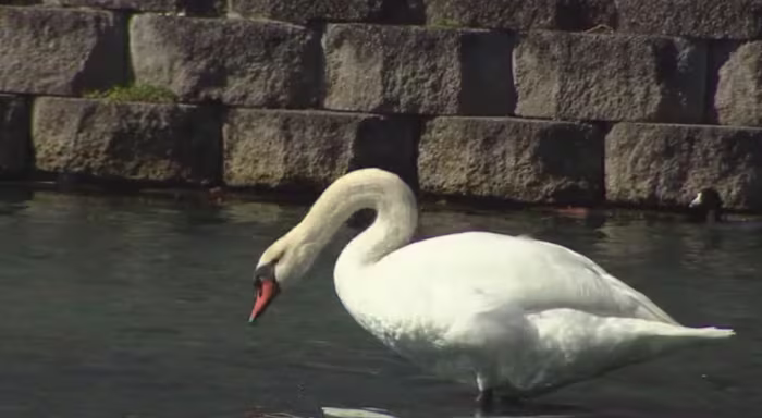 Avian flu confirmed in 26 swan deaths at Lake Eola Park, Orlando officials say