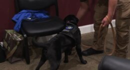 BTPD: Man charged with sexual exploitation of a minor after help from Carter Co. K9 Daisey