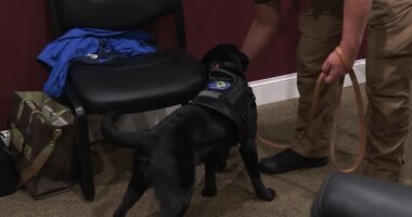 BTPD: Man charged with sexual exploitation of a minor after help from Carter Co. K9 Daisey