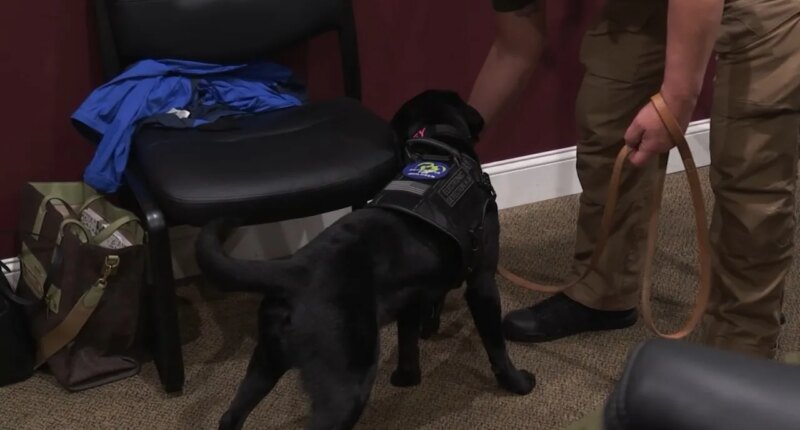 BTPD: Man charged with sexual exploitation of a minor after help from Carter Co. K9 Daisey