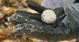 Debris balls have washed up on several NSW ﻿beaches again, but authorities are unsure whether they are related to the ones that were previously found along dozens of Sydney beaches.