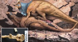 Bone-crushing dino hookups were all the rage in prehistoric eras