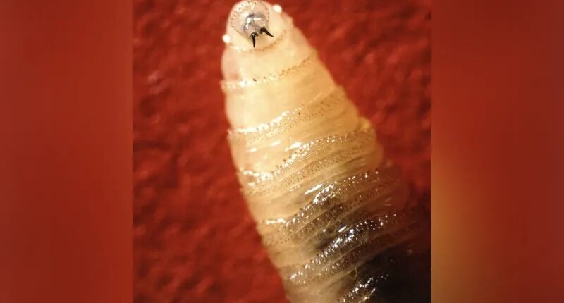 CDC warns doctors to look for screwworm symptoms. What are they?