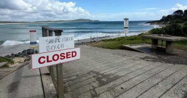 Call for cull after spate of shark attacks 'misinformed', expert says