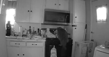 Cat caught on camera starting dangerous kitchen fire after jumping on stove and turning on burner
