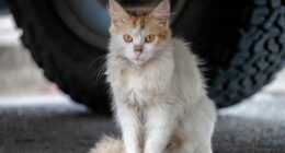 Wild Feral Cat Under a Car