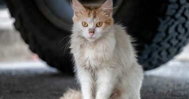 Wild Feral Cat Under a Car