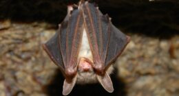 Classes cancelled at St. Mary's Elementary due to 'unexpected safety issue'