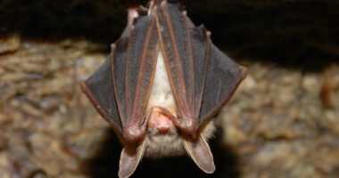 Classes cancelled at St. Mary's Elementary due to 'unexpected safety issue'