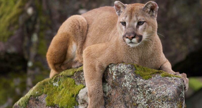 Colorado woman dies in suspected mountain lion attack, state's first death in 20 years