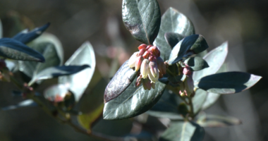 Coosaw Farms looks to freeze blueberry crops ahead of potential icy weather