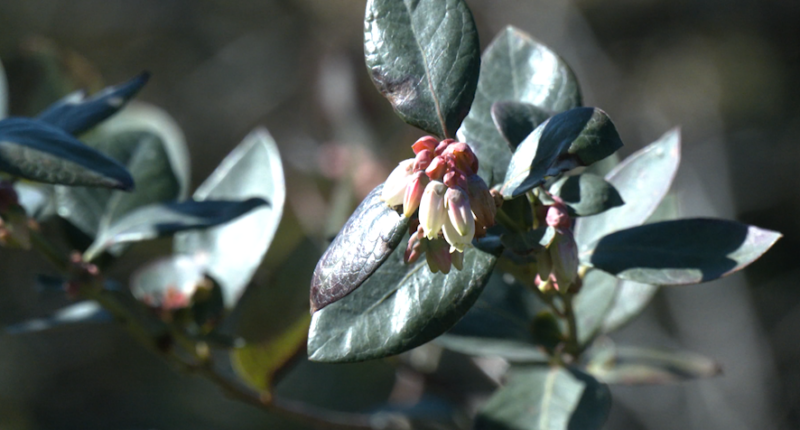 Coosaw Farms looks to freeze blueberry crops ahead of potential icy weather
