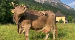 Veronika the cow uses a broom in a variety of ways to scratch itches.
