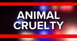 'Deliberate act': ACPS seeks suspects after dog found abandoned, dying at park