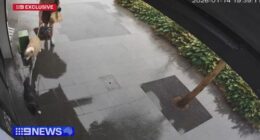 A dog has died after stepping on an electrified manhole on a Sydney street.