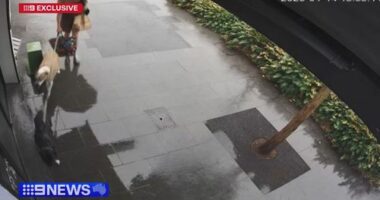 A dog has died after stepping on an electrified manhole on a Sydney street.