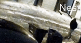 Eerie surveillance video shows 'person of interest' in unsolved Ohio dentist murder case